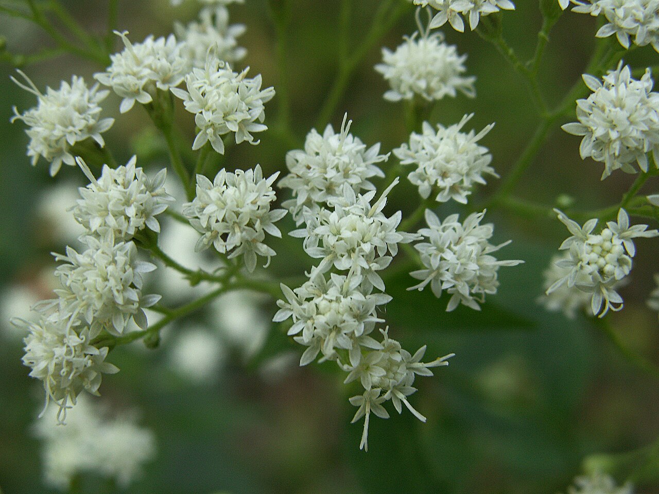 White Snakeroot (Ageratina altissima) - PlantNative.org White snakeroot (Ageratina altissima) in full bloom with flat-topped clusters of small white flowers at Bird Park, Pennsylvania