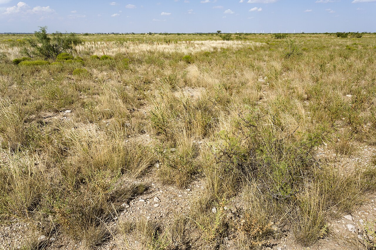 Open shortgrass plains habitat near Lovington, New Mexico, where White Tridens (Tridens albescens) grows among mesquite, grama grasses, and other native plants