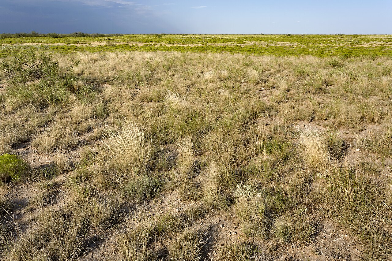 Shortgrass prairie habitat near Tatum, New Mexico, with scattered mesquite and native grasses typical of White Tridens' range