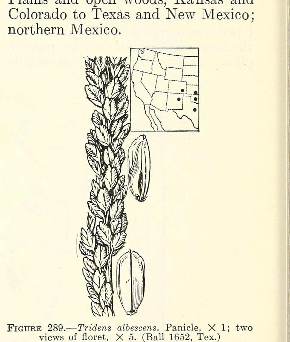 Botanical illustration of White Tridens (Tridens albescens) from a classic grass manual, showing the panicle habit and two views of the floret, with a range-map inset