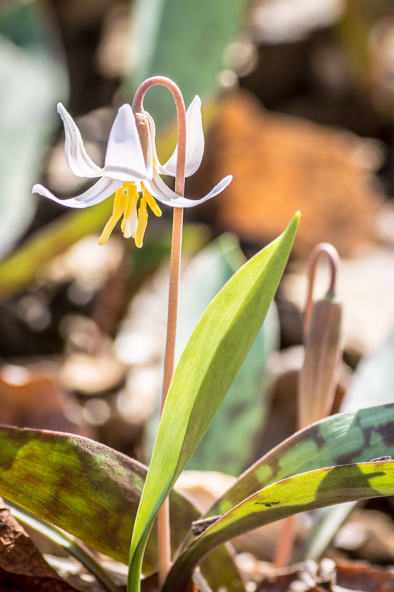 White Trout Lily (Erythronium albidum) - PlantNative.org Close-up of a white trout lily (Erythronium albidum) flower with recurved white tepals and yellow stamens beside a mottled leaf and an unopened bud