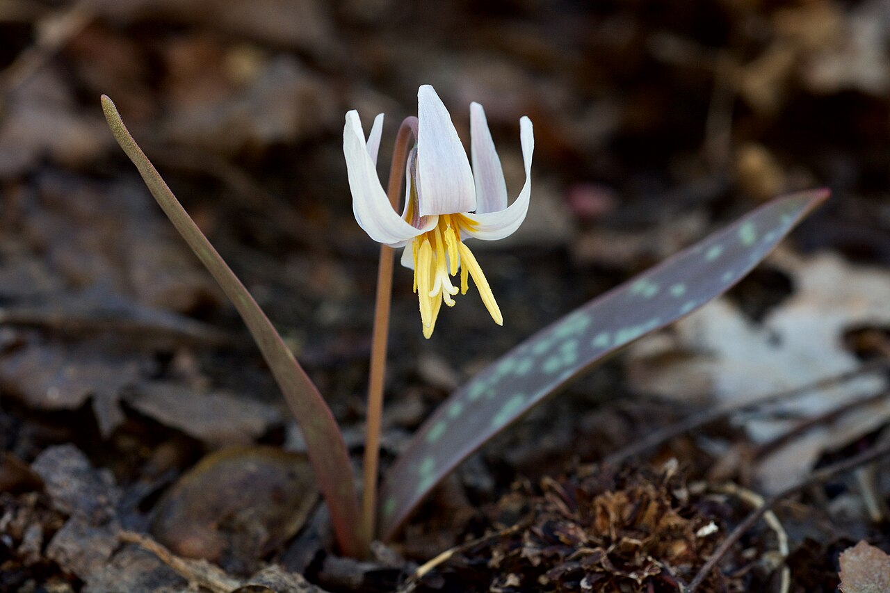 White Trout Lily (Erythronium albidum) - PlantNative.org White trout lily (Erythronium albidum) with a single nodding white flower and one mottled green leaf emerging from leaf litter