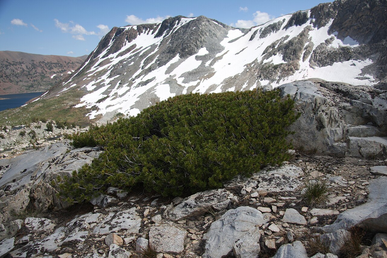 Whitebark Pine (Pinus albicaulis) - PlantNative.org Wind-pruned whitebark pine (Pinus albicaulis) growing low against granite rock near a mountain lake