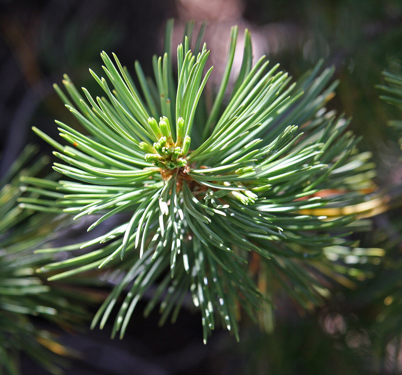 Whitebark Pine (Pinus albicaulis) - PlantNative.org Close-up of whitebark pine (Pinus albicaulis) needle clusters showing bundles of five needles at the branch tips