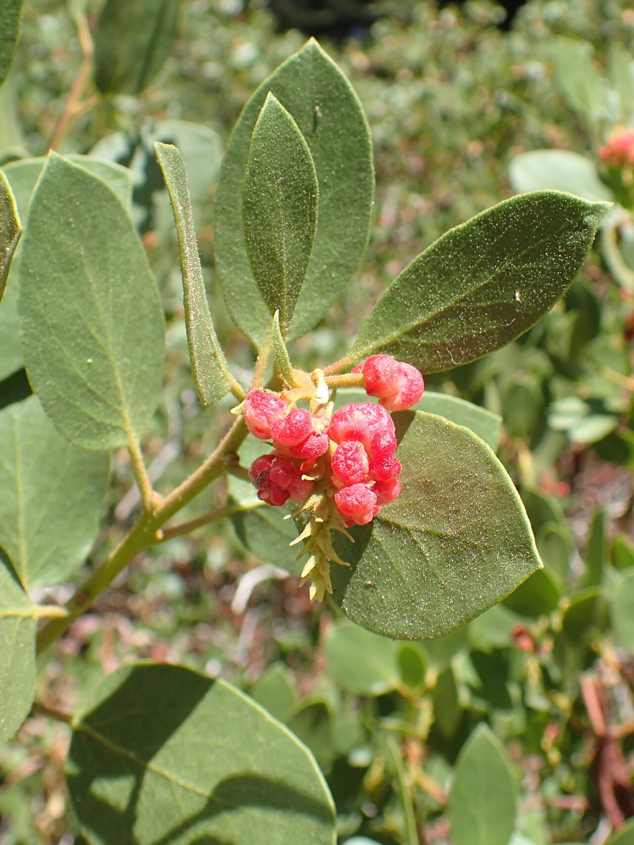 Whiteleaf Manzanita (Arctostaphylos viscida) - PlantNative.org Whiteleaf manzanita (Arctostaphylos viscida) cluster of pink sticky berries among pale green leaves