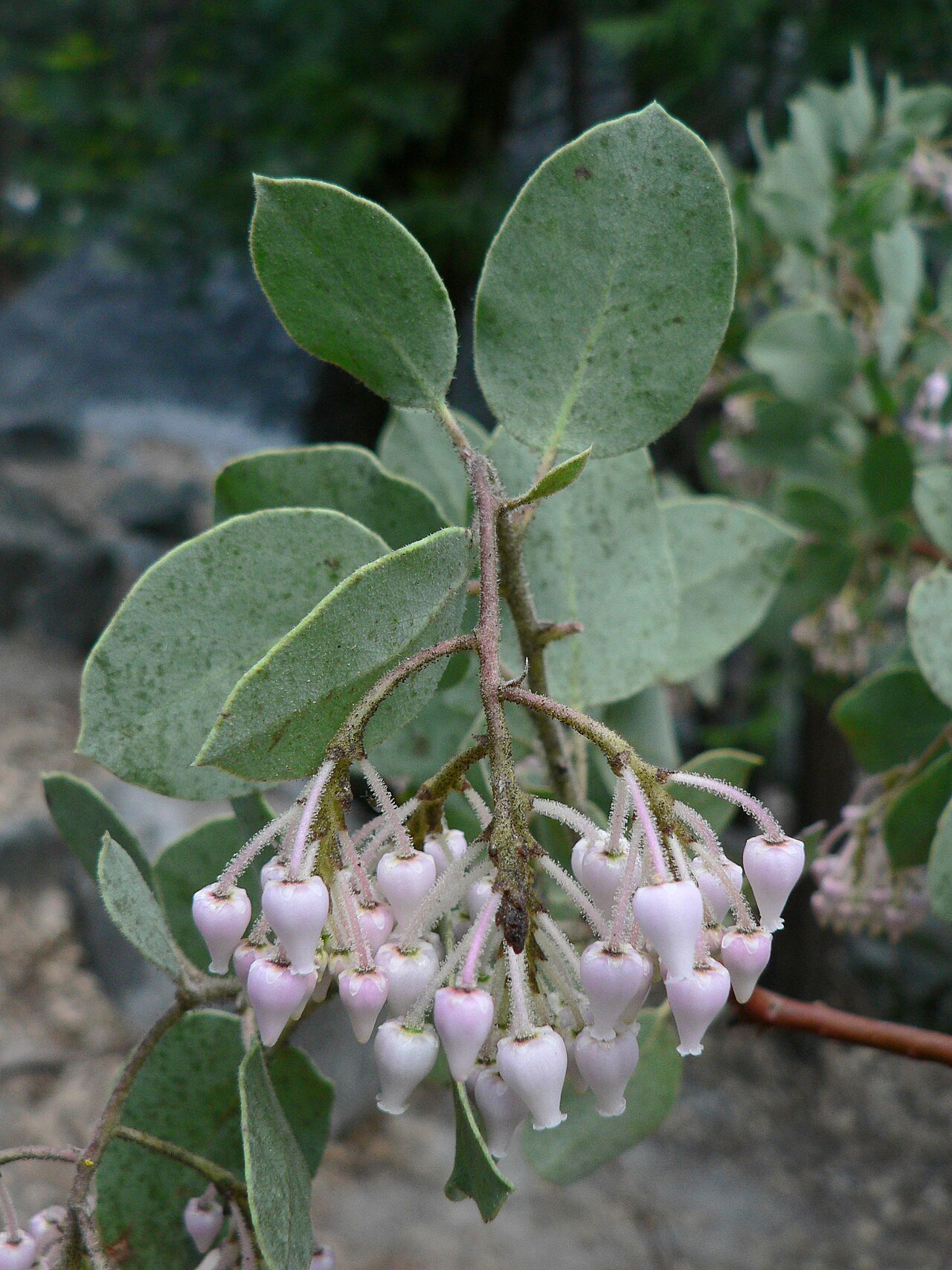 Whiteleaf Manzanita (Arctostaphylos viscida) - PlantNative.org Close-up of whiteleaf manzanita (Arctostaphylos viscida) pale gray-green leaves and drooping cluster of pink urn-shaped flowers