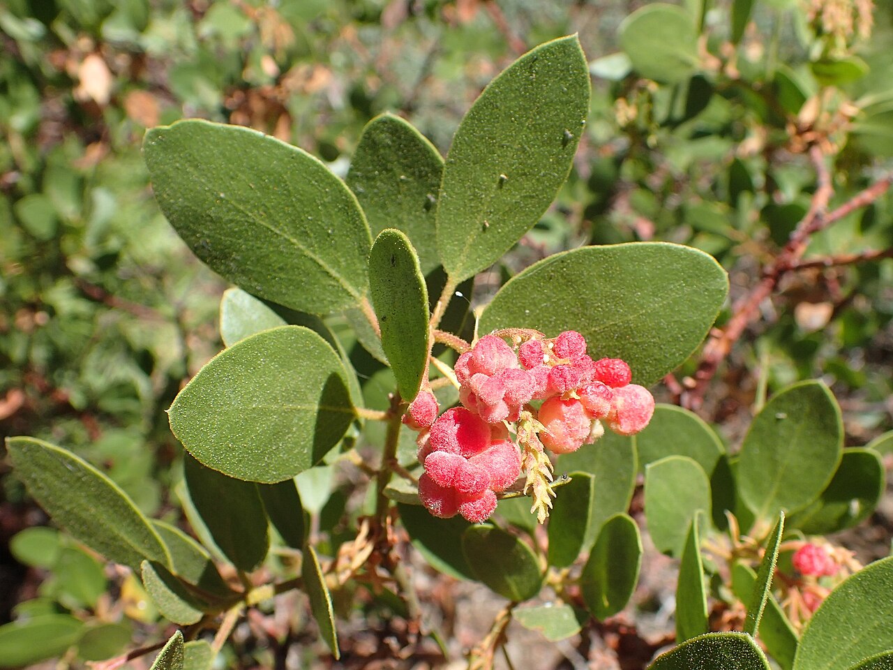 Whiteleaf Manzanita (Arctostaphylos viscida) - PlantNative.org Whiteleaf manzanita (Arctostaphylos viscida) branch with pale gray-green leaves and clusters of pink sticky fruit