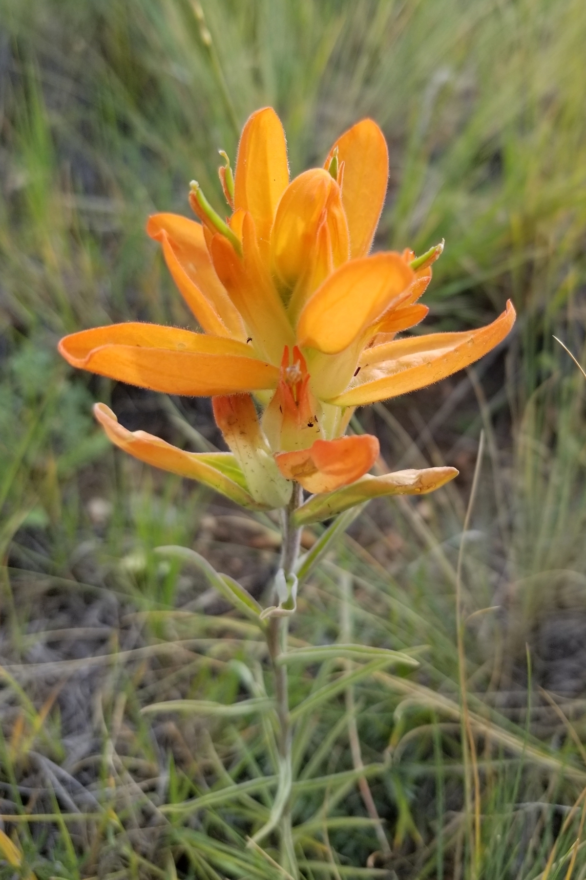 Wholeleaf Indian Paintbrush (Castilleja integra) - PlantNative.org Wholeleaf Indian paintbrush with pale flowers growing in Lost Creek Wilderness, Park County, Colorado