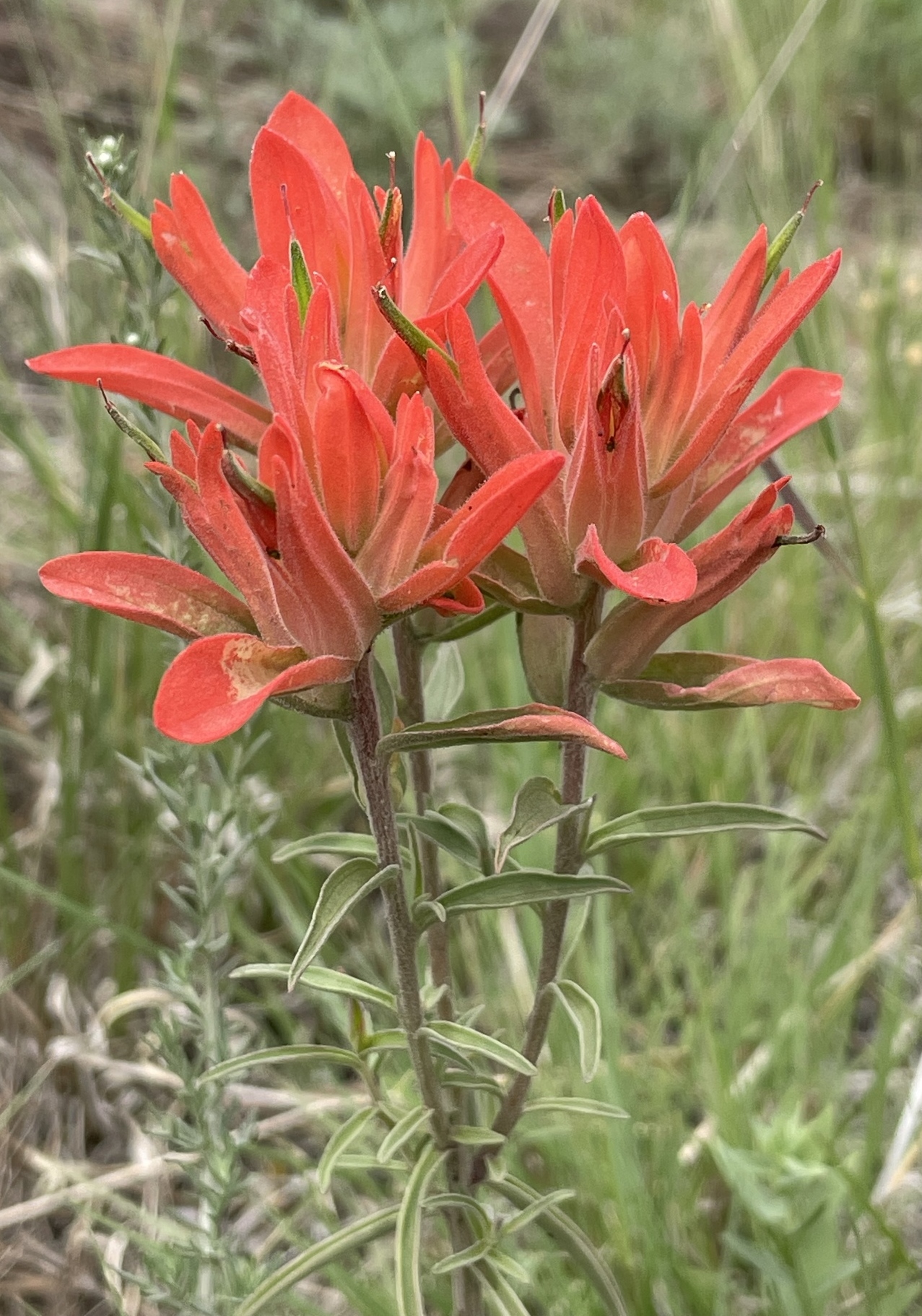 Wholeleaf Indian Paintbrush (Castilleja integra) - PlantNative.org Wholeleaf Indian paintbrush (Castilleja integra) clump with bright orange-red bracts growing among native grasses