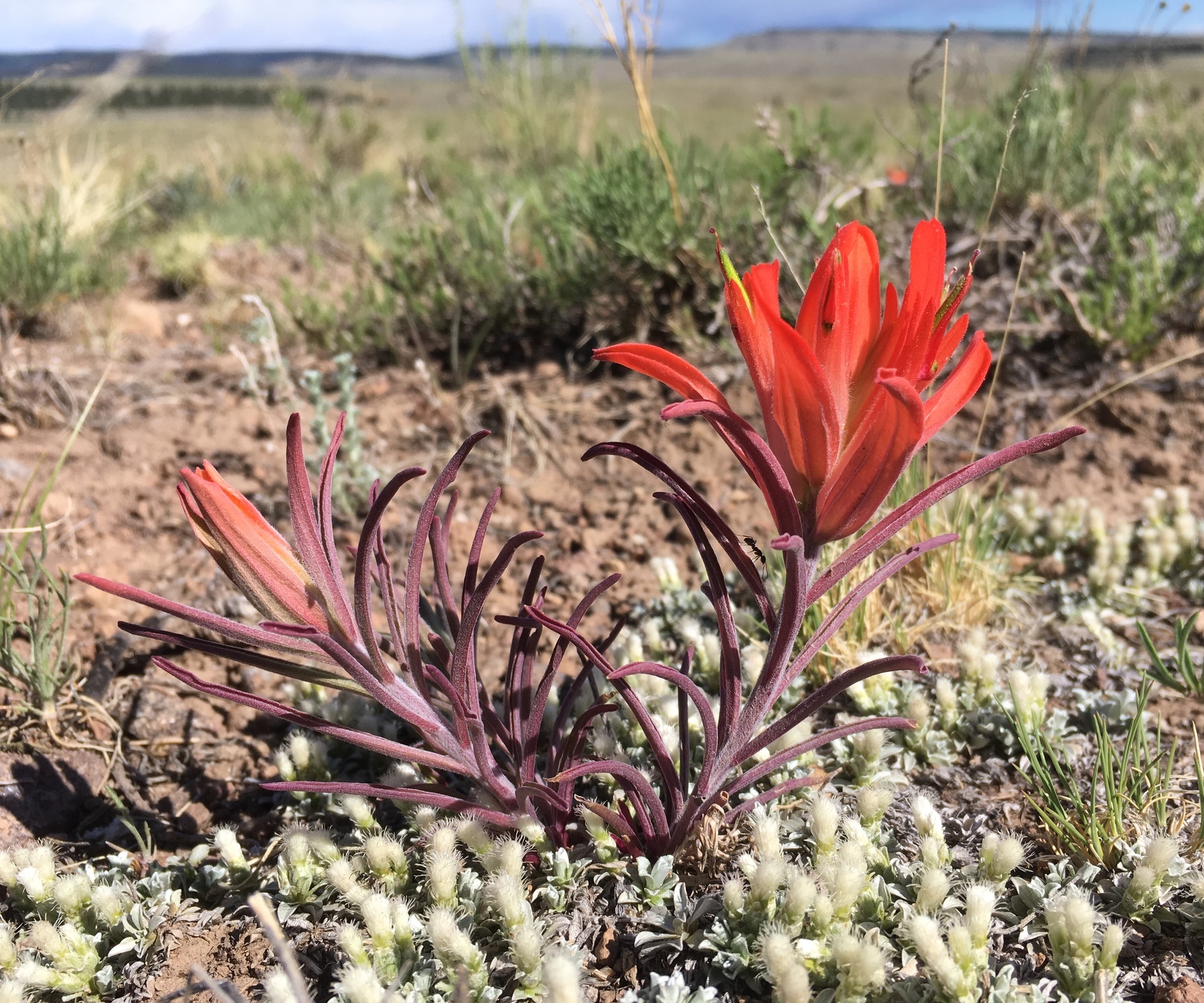 Wholeleaf Indian Paintbrush (Castilleja integra) - PlantNative.org Close-up of wholeleaf Indian paintbrush showing purplish downy leaves and orange flower buds near Carson National Forest, New Mexico