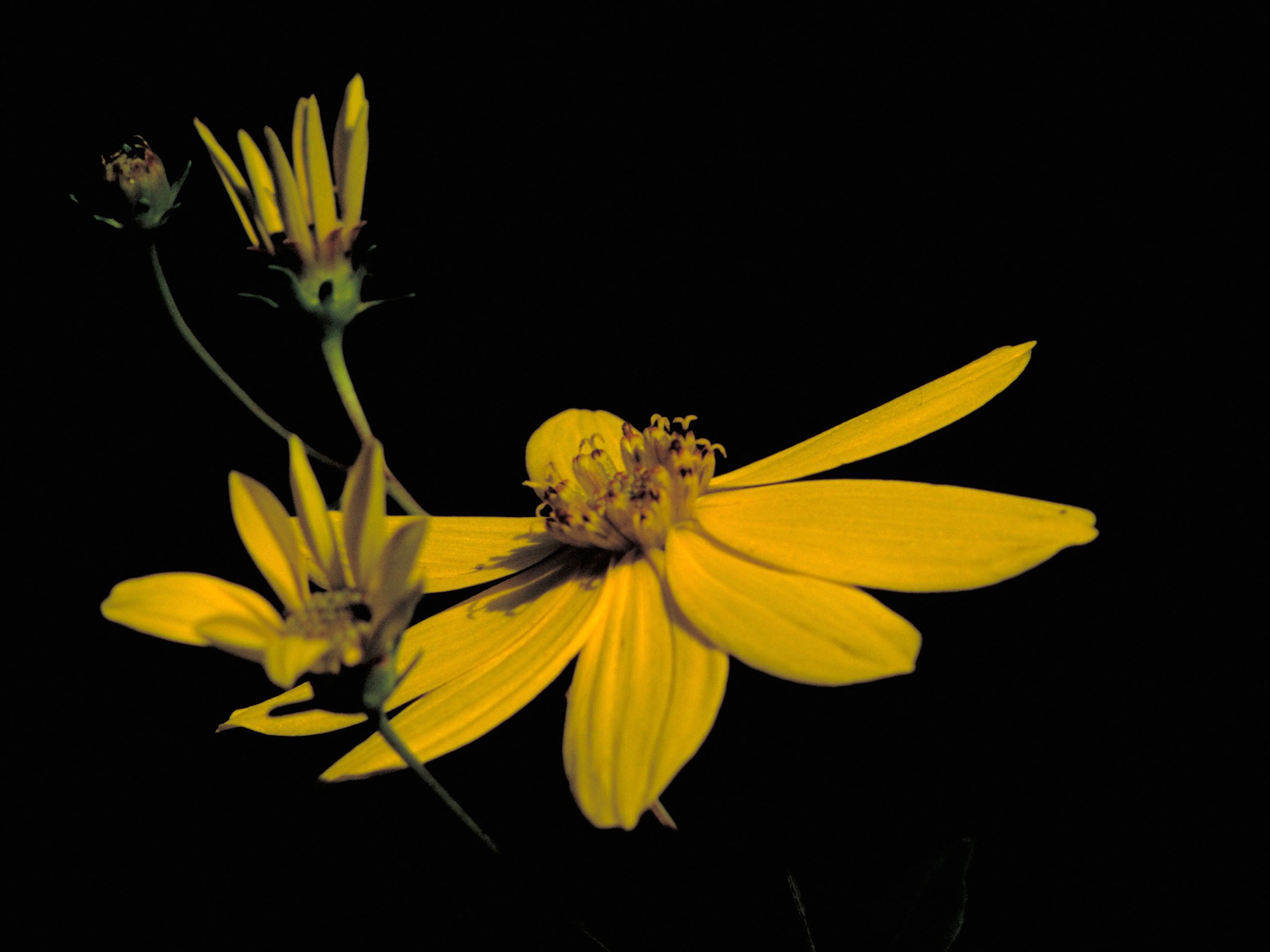 Whorled Tickseed (Coreopsis major) - PlantNative.org Close-up of Whorled Tickseed (Coreopsis major) flower showing the yellow ray petals and central disk florets used for identification