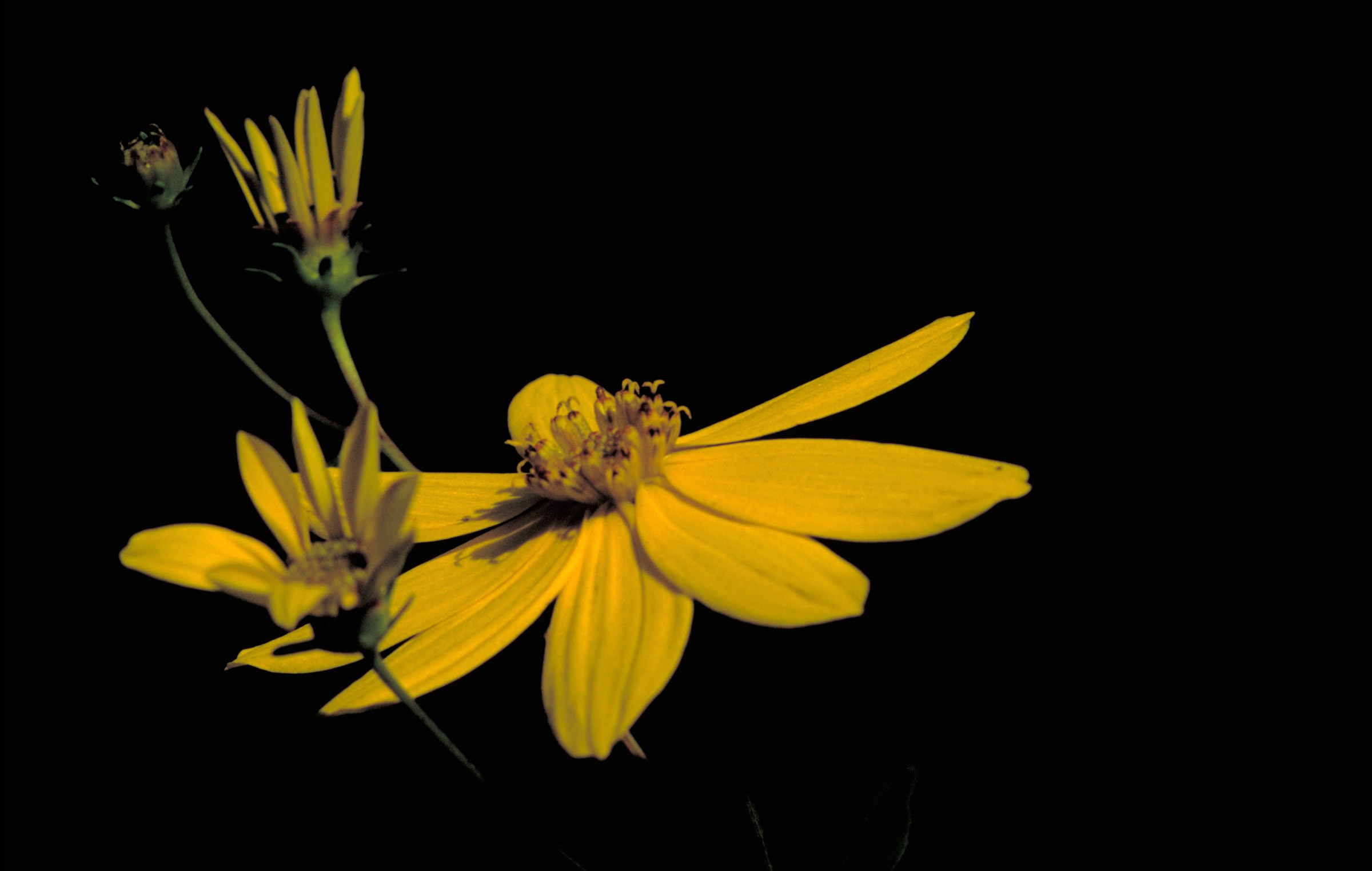 Whorled Tickseed (Coreopsis major) - PlantNative.org Whorled Tickseed (Coreopsis major) showing bright yellow daisy-like flowers with narrow petals above whorled lance-shaped leaves