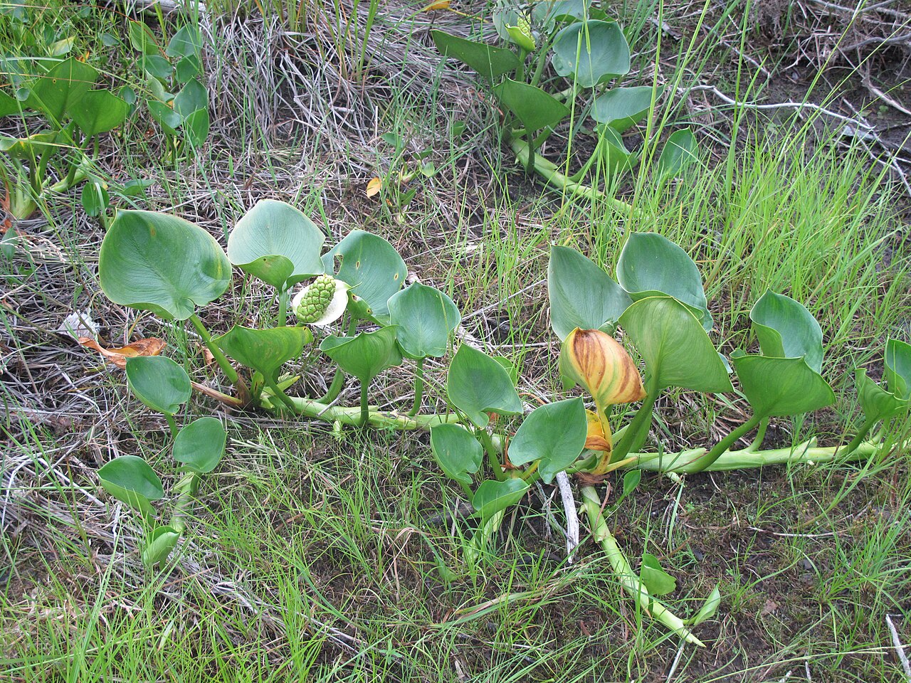Wild Calla (Calla palustris) - PlantNative.org Wild calla (Calla palustris) trailing rhizome with leaves and a cluster of green developing berries