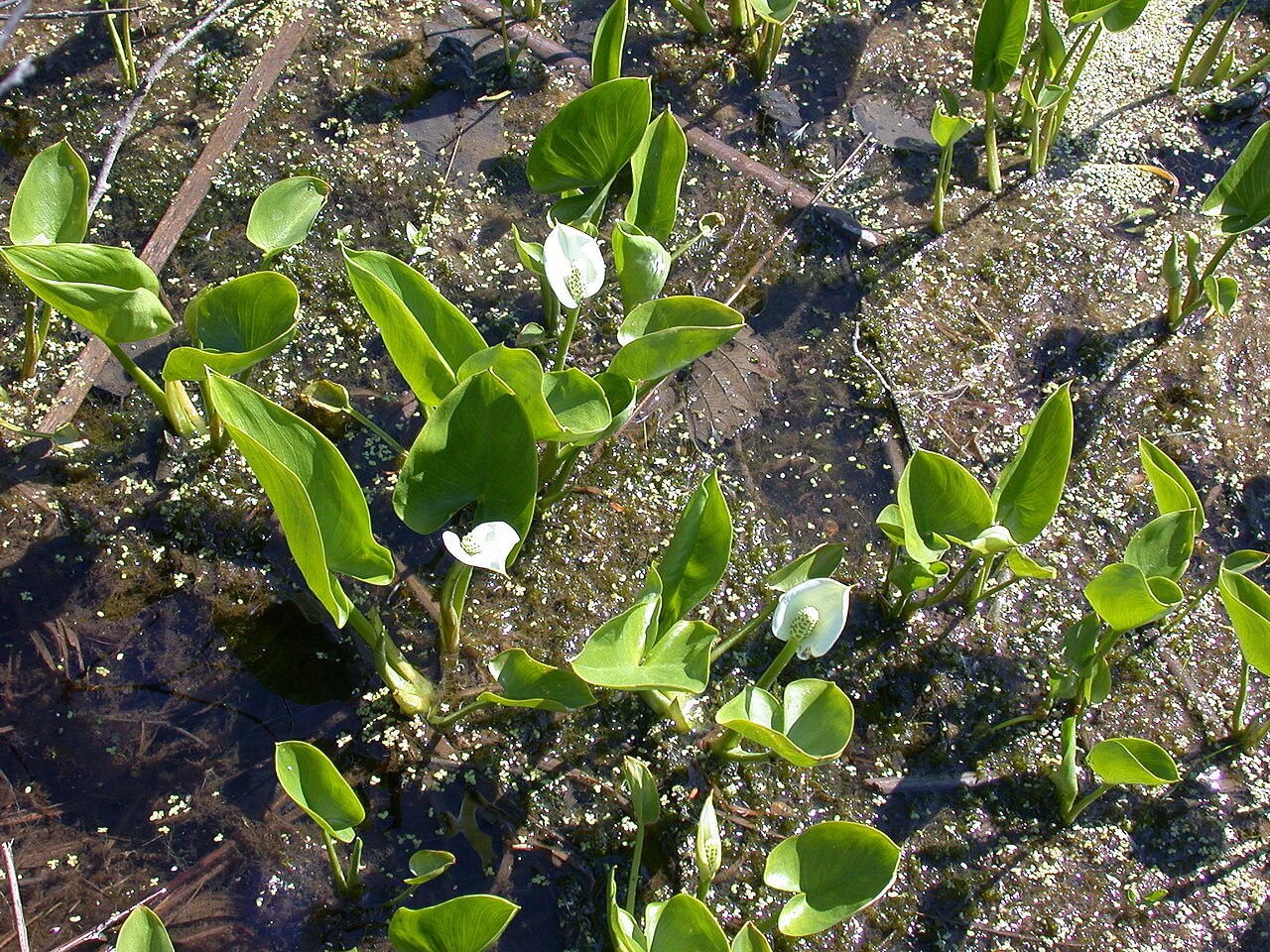 Wild Calla (Calla palustris) - PlantNative.org Wild calla (Calla palustris) colony flowering in a shallow marsh with white hooded spathes