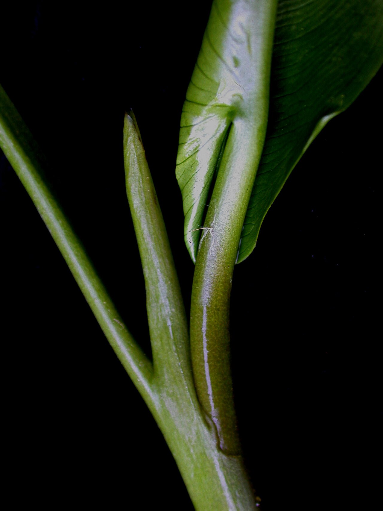 Wild Calla (Calla palustris) - PlantNative.org Close-up of a wild calla (Calla palustris) leaf stalk and leaf base showing glossy heart-shaped foliage