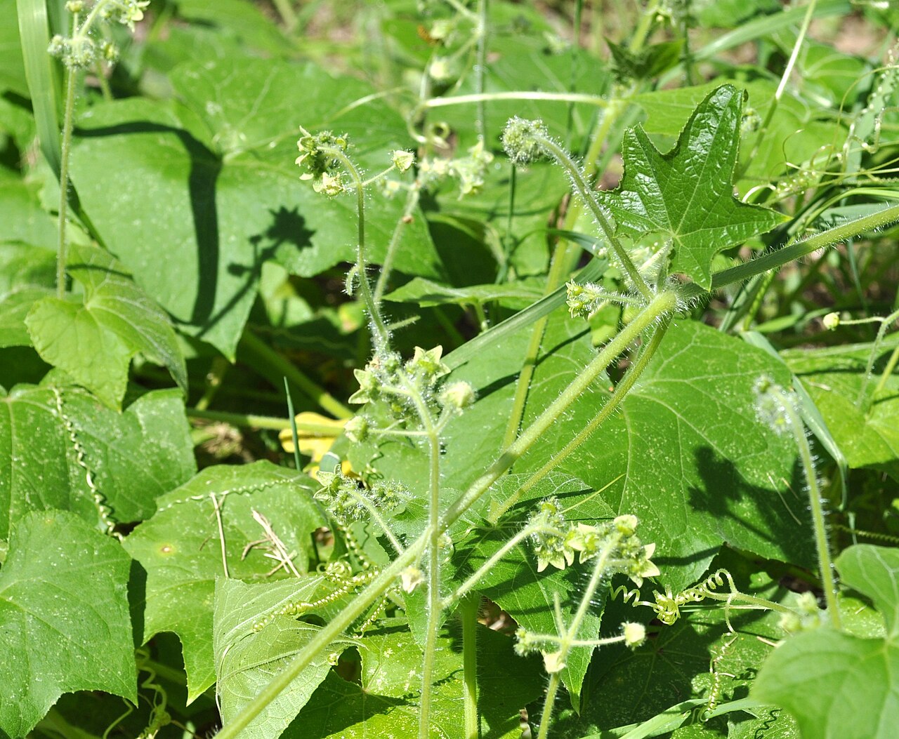 Wild Cucumber (Echinocystis lobata) - PlantNative.org Wild Cucumber clusters of small greenish-white male flowers with coiled tendrils and a lobed leaf