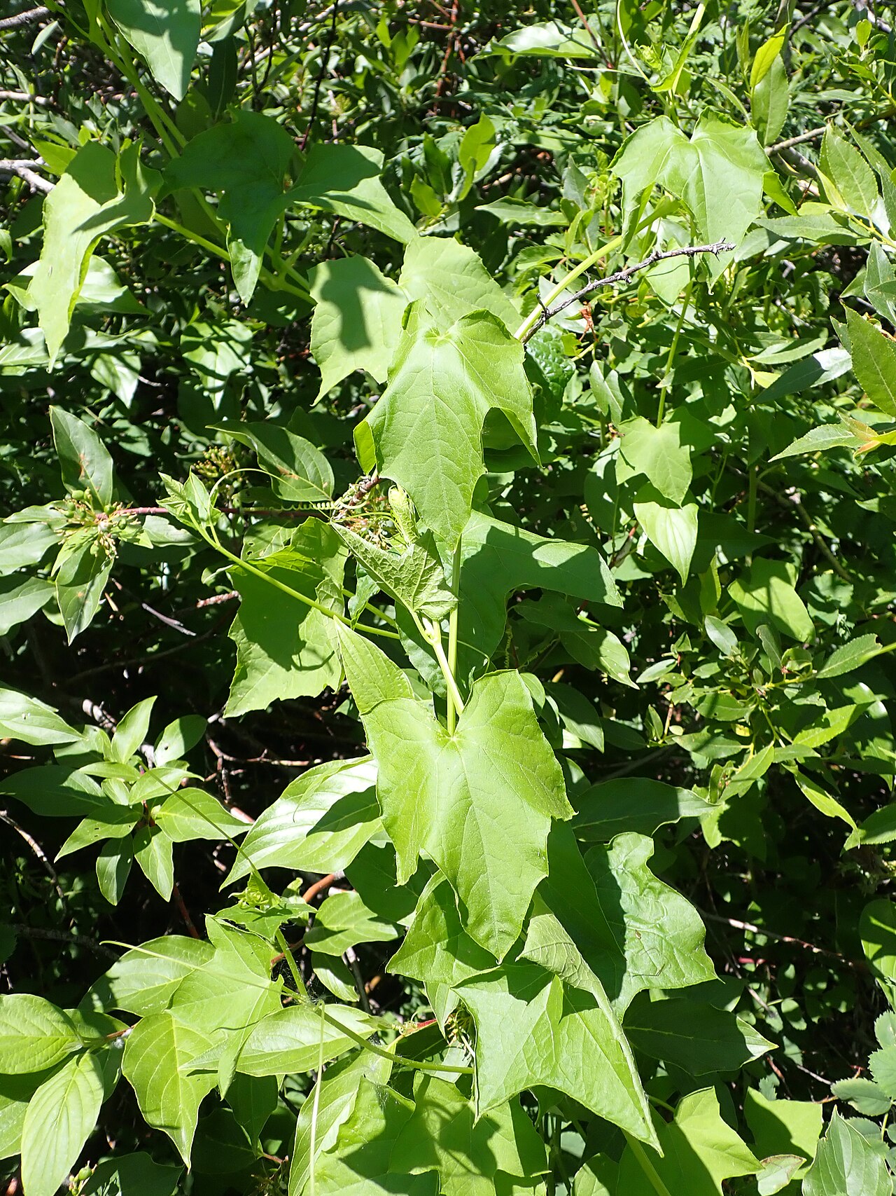 Wild Cucumber (Echinocystis lobata) - PlantNative.org Close-up of Wild Cucumber palmately lobed leaf with coiling branched tendrils
