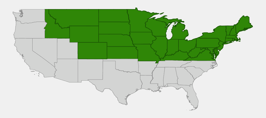 Native range map of Wild Cucumber (Echinocystis lobata) across the northern and eastern United States