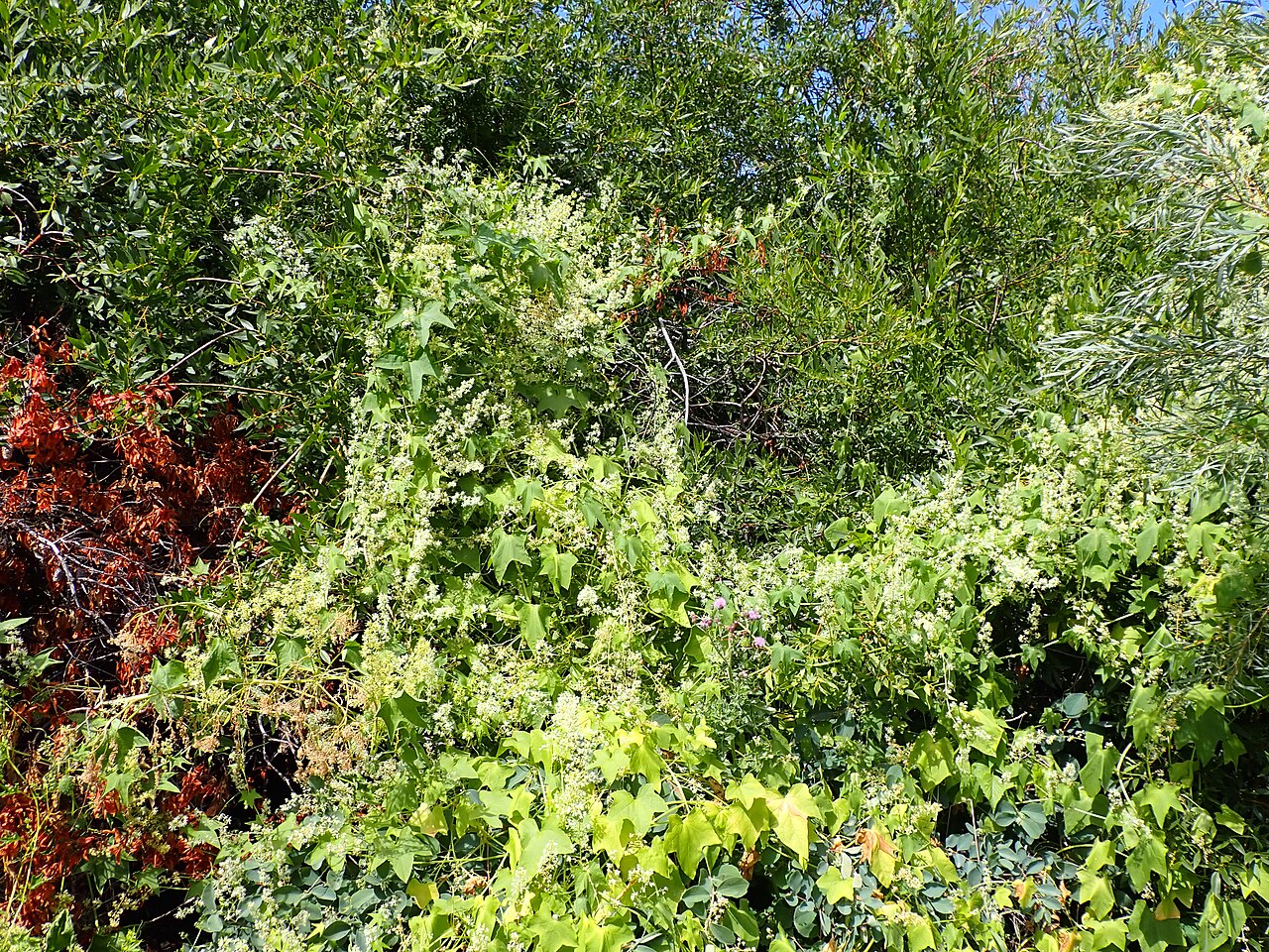 Wild Cucumber (Echinocystis lobata) - PlantNative.org Wild Cucumber (Echinocystis lobata) vine sprawling and climbing over willow shrubs with masses of small white flowers