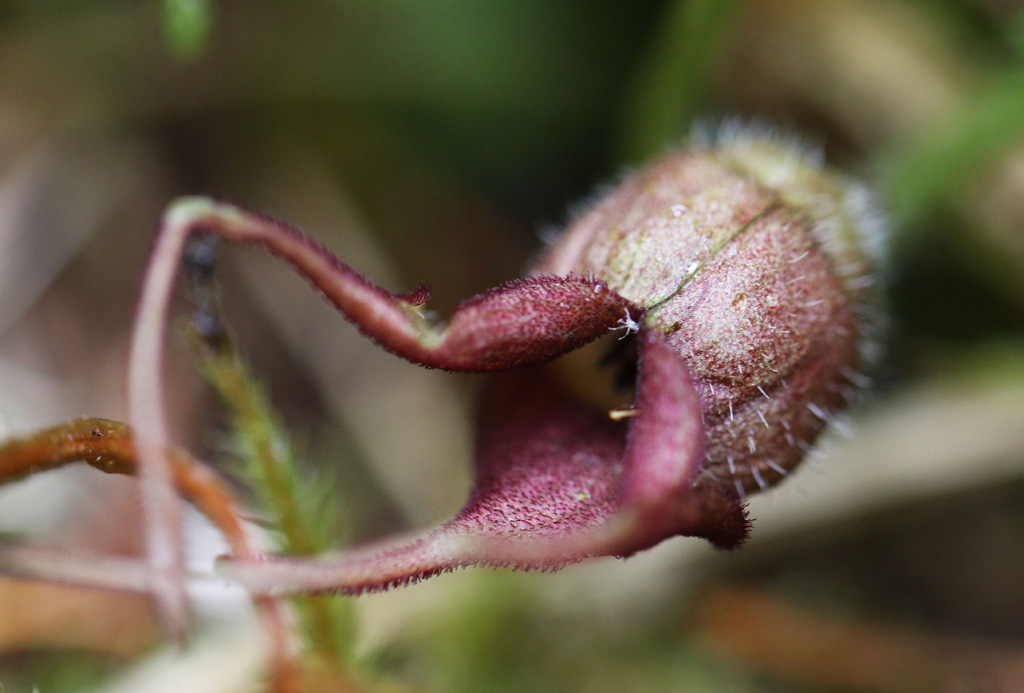 Western Wild Ginger (Asarum caudatum) - PlantNative.org Close-up of a Western Wild Ginger (Asarum caudatum) maroon flower with long tapering tails, hairy and partly hidden at the base of the plant