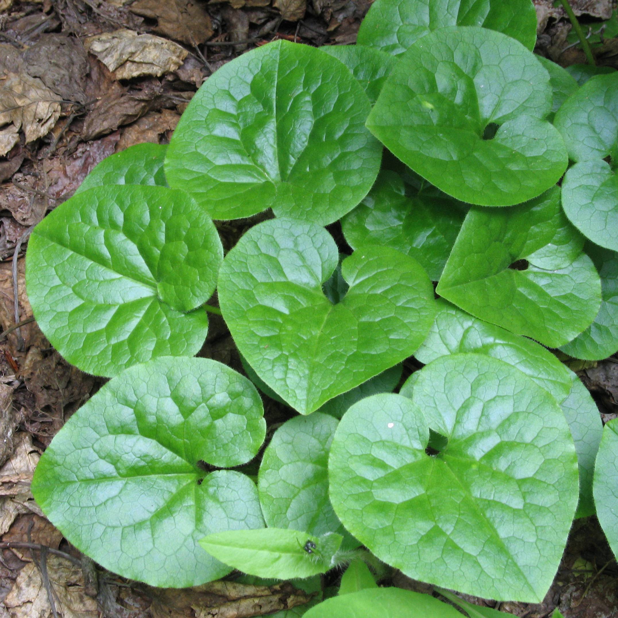 Western Wild Ginger (Asarum caudatum) - PlantNative.org Dense mat of Western Wild Ginger (Asarum caudatum) glossy heart-shaped leaves forming a groundcover on the forest floor