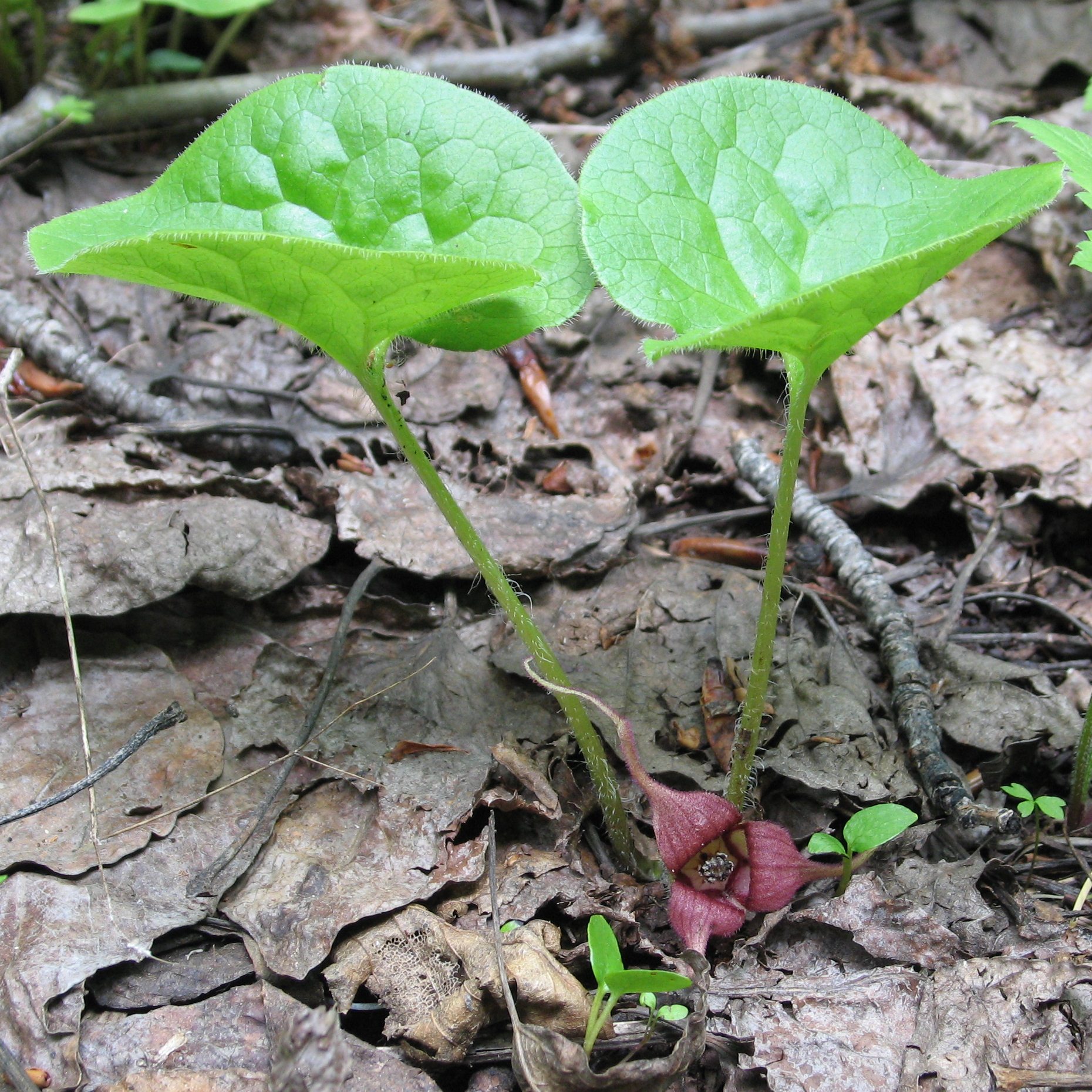 Western Wild Ginger (Asarum caudatum) - PlantNative.org Western Wild Ginger (Asarum caudatum) pair of heart-shaped leaves on hairy stems with a maroon flower nestled at the base on the forest floor