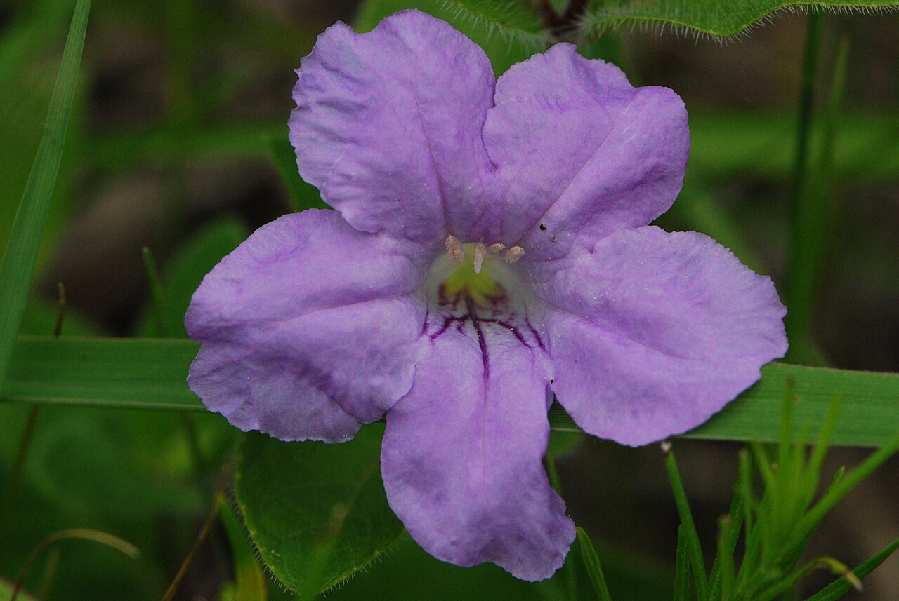 Wild Petunia (Ruellia humilis) - PlantNative.org Close-up of a single Wild Petunia (Ruellia humilis) flower showing five lavender petal lobes with darker purple nectar-guide lines in the throat