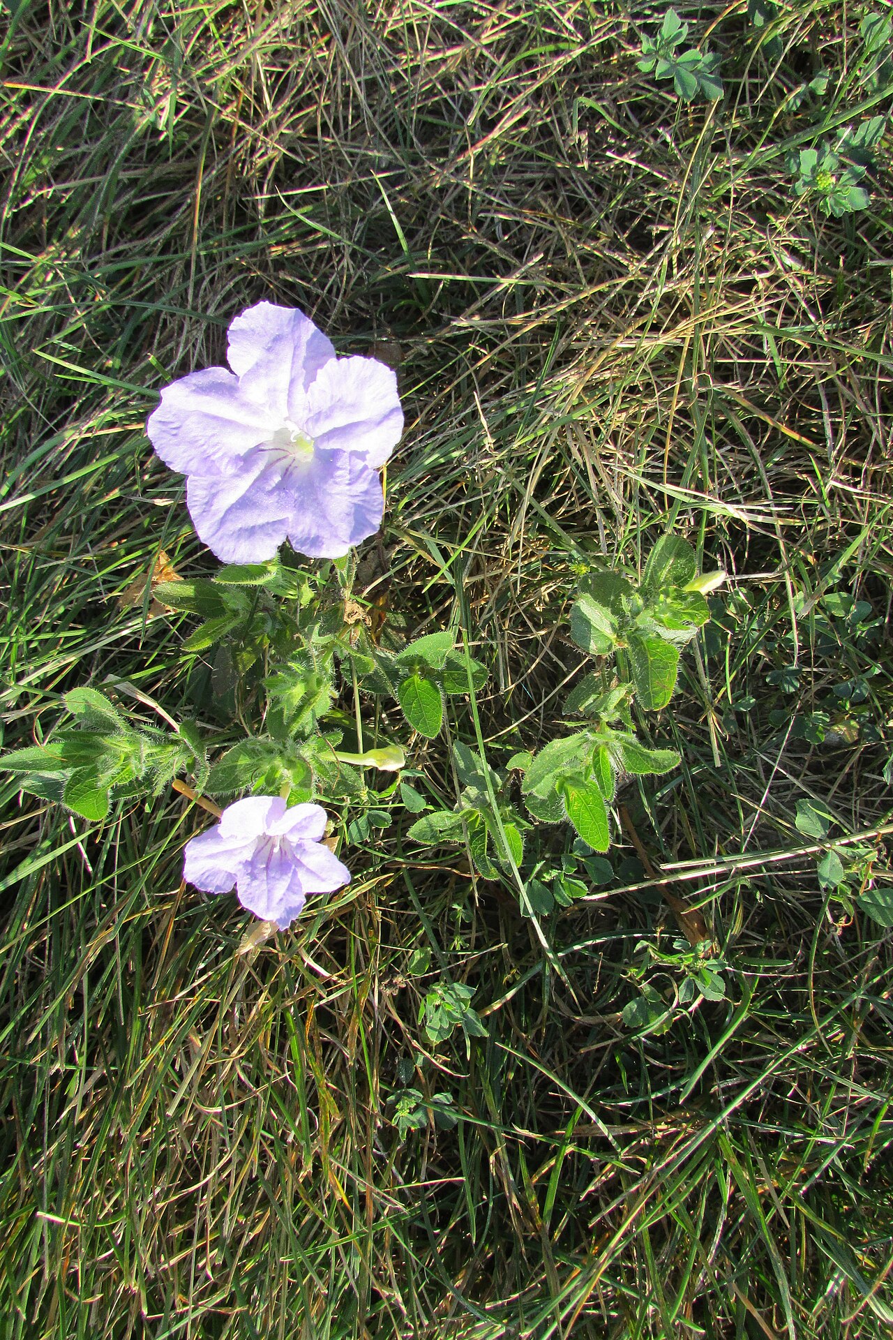 Wild Petunia (Ruellia humilis) - PlantNative.org Wild Petunia (Ruellia humilis) growing low among prairie grasses with two lavender flowers open