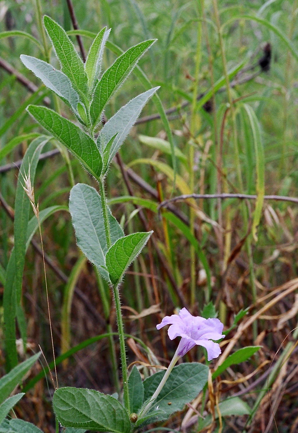 Wild Petunia (Ruellia humilis) - PlantNative.org Wild Petunia (Ruellia humilis) plant with hairy lance-shaped leaves and a single lavender funnel-shaped flower growing among prairie grasses
