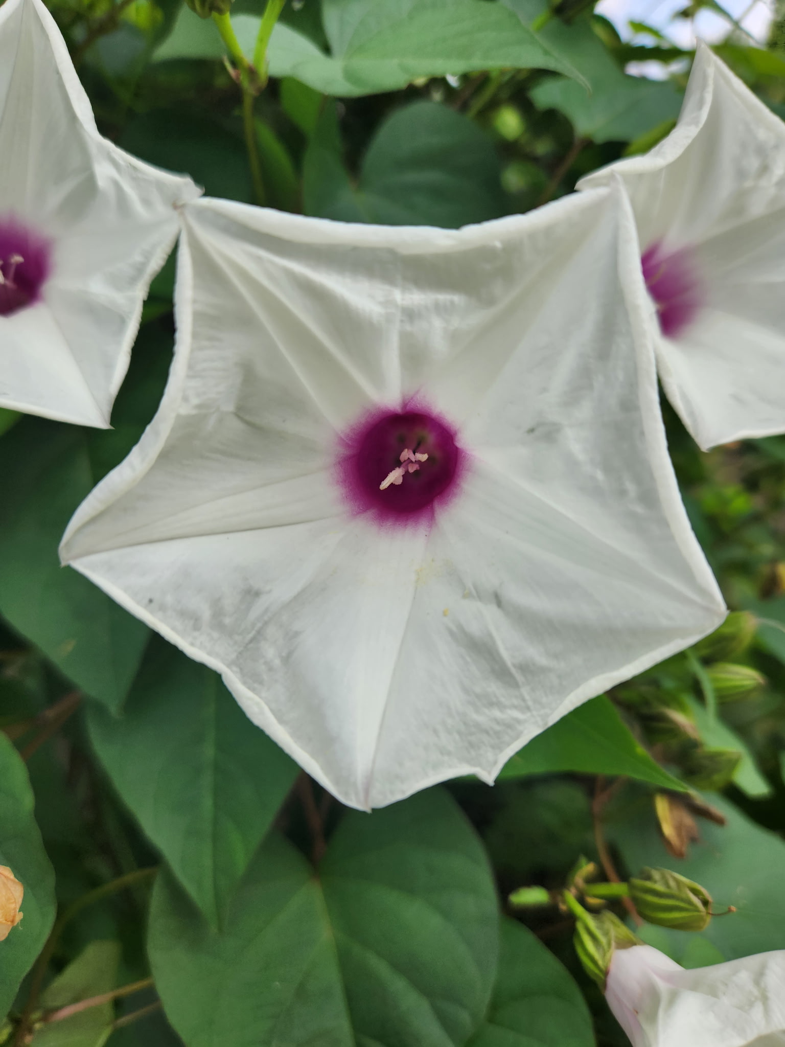 Wild Potato Vine (Ipomoea pandurata) - PlantNative.org Close-up of Ipomoea pandurata flowers showing the funnel shape and deep pink-purple throat against heart-shaped leaves