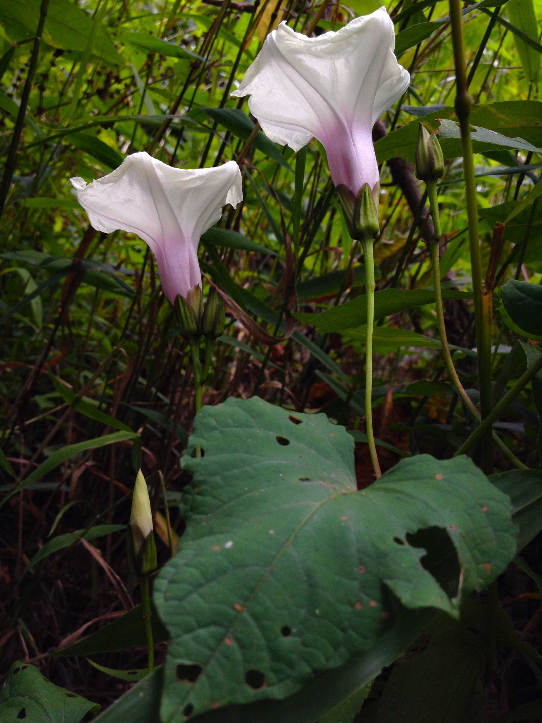 Wild Potato Vine (Ipomoea pandurata) - PlantNative.org Ipomoea pandurata growing wild with open flower along the C&O Canal National Historical Park, Maryland
