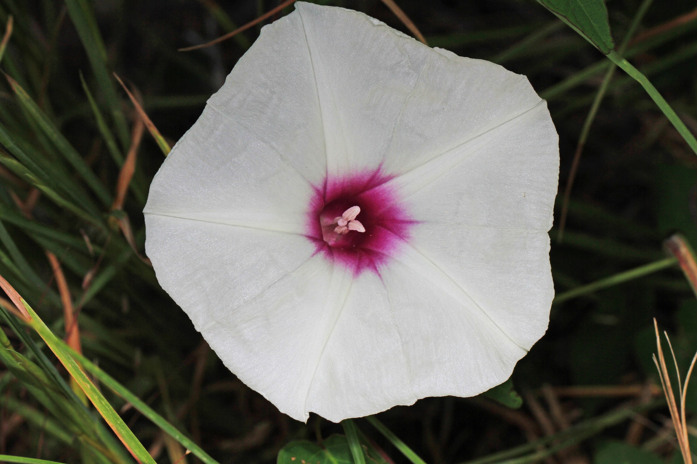 Wild Potato Vine (Ipomoea pandurata) - PlantNative.org Wild Potato Vine (Ipomoea pandurata) funnel-shaped white flower with a dark pink-purple throat growing among grass