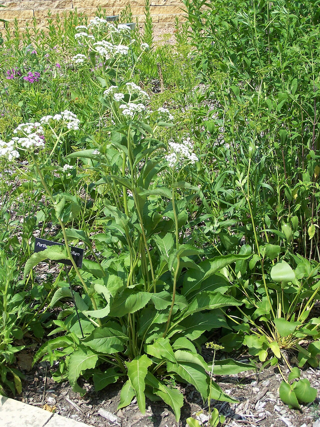 Wild quinine plant showing its coarse basal leaves, upright stems, and flat-topped white flower clusters