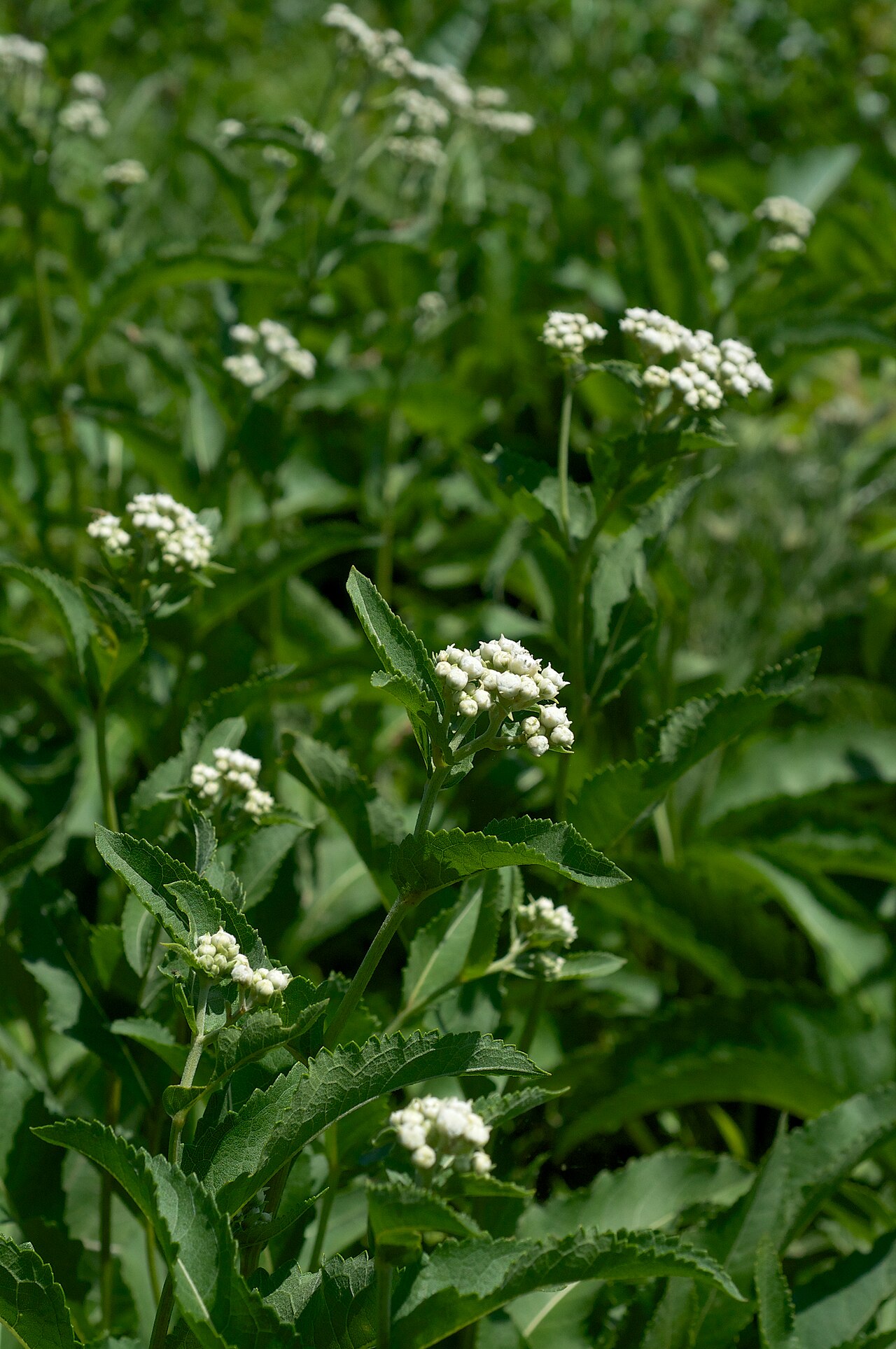 Wild quinine (Parthenium integrifolium) flowering in a wild population at Railroad Prairie Natural Area, Arkansas