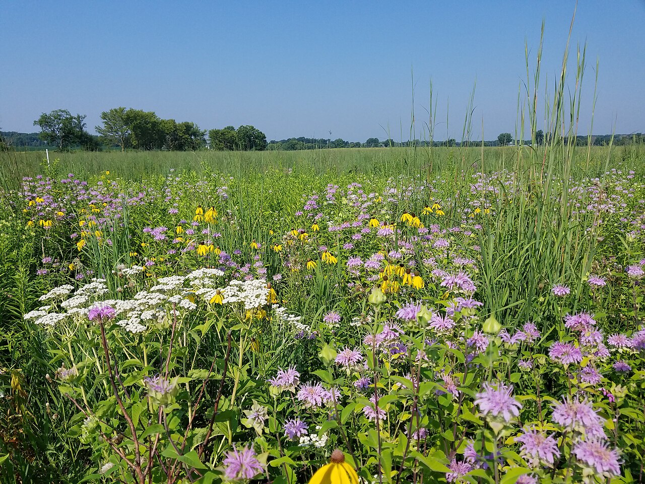 Wild quinine growing in a restored tallgrass prairie alongside bee balm and black-eyed Susan in Illinois