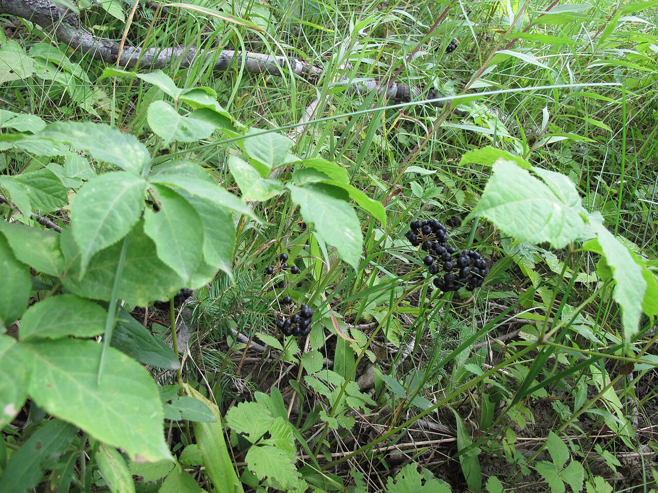 Wild Sarsaparilla (Aralia nudicaulis) - PlantNative.org Clusters of dark purple-black wild sarsaparilla berries among compound green leaves on the forest floor