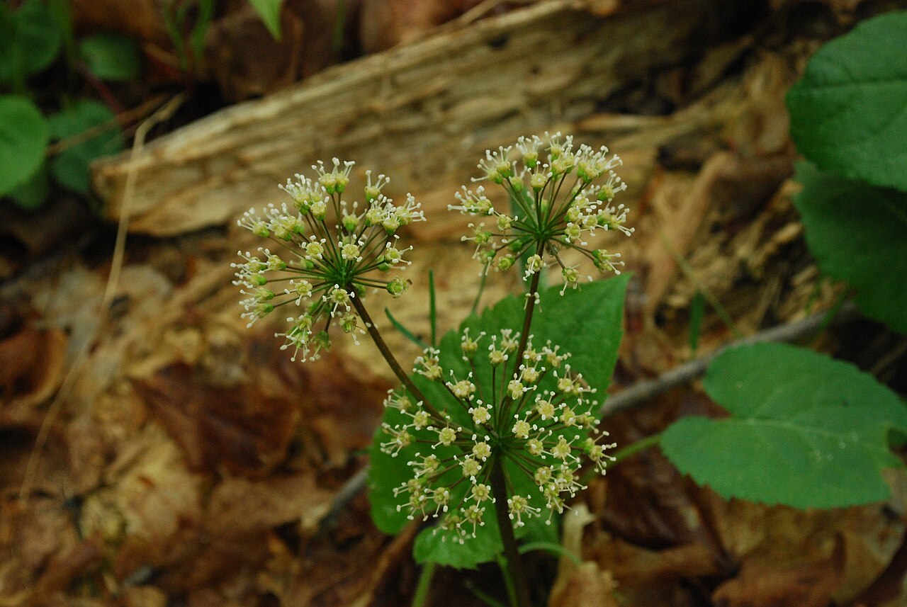 Wild Sarsaparilla (Aralia nudicaulis) - PlantNative.org Wild sarsaparilla (Aralia nudicaulis) with three rounded umbels of small white flowers rising above compound leaves in a Wisconsin forest