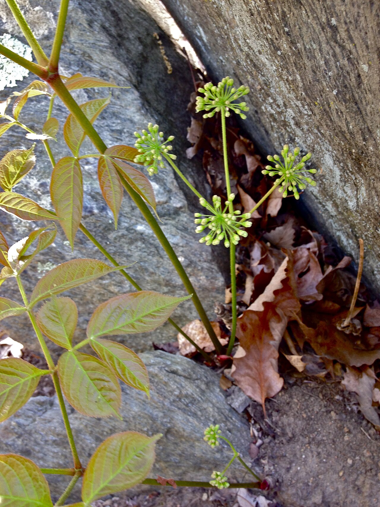 Wild Sarsaparilla (Aralia nudicaulis) - PlantNative.org Wild sarsaparilla showing compound leaflets and developing green flower umbels growing from a rock crevice in Virginia