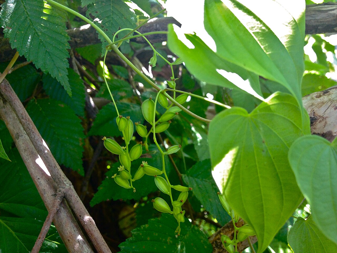 Wild Yam (Dioscorea villosa) - PlantNative.org Close-up of wild yam (Dioscorea villosa) drooping pistillate flower clusters