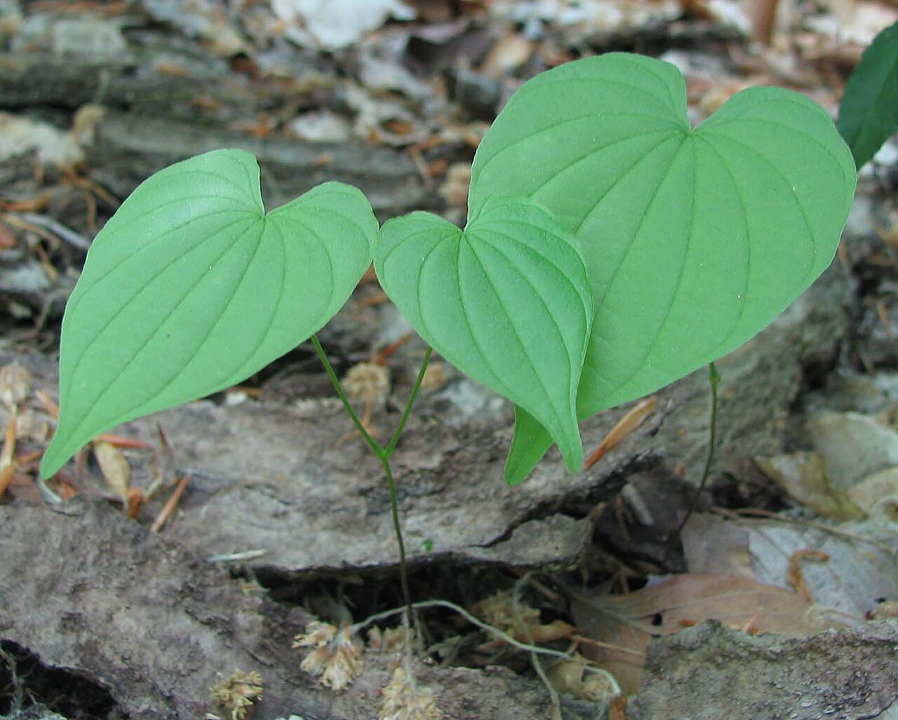 Wild Yam (Dioscorea villosa) - PlantNative.org Young wild yam (Dioscorea villosa) plants showing heart-shaped leaves with prominent curved veins emerging from leaf litter