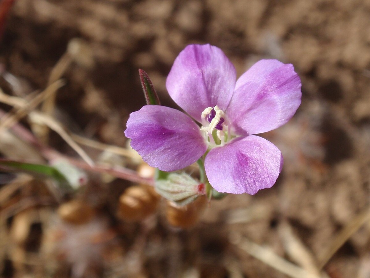 Winecup Clarkia (Clarkia purpurea) - PlantNative.org Pale lavender-pink color form of winecup clarkia (Clarkia purpurea) flower, showing the species' variable petal coloring
