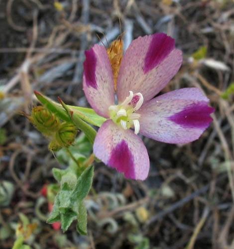Winecup Clarkia (Clarkia purpurea) - PlantNative.org Close-up of a winecup clarkia (Clarkia purpurea) flower showing four fan-shaped petals with dark maroon basal blotches