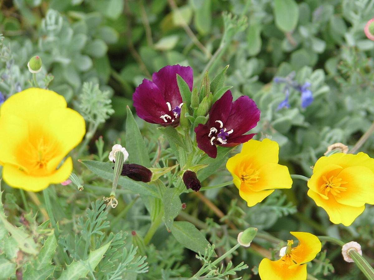 Winecup Clarkia (Clarkia purpurea) - PlantNative.org Winecup clarkia (Clarkia purpurea) deep maroon flowers growing among California poppies and other wildflowers