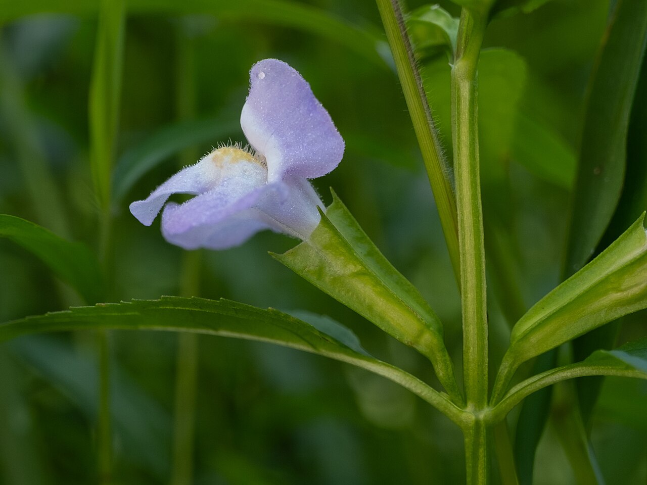 Winged Monkeyflower (Mimulus alatus) - PlantNative.org Close-up of a single winged monkeyflower bloom showing the two-lipped violet corolla, yellow-and-white throat markings, winged square stem, and toothed stalked leaf