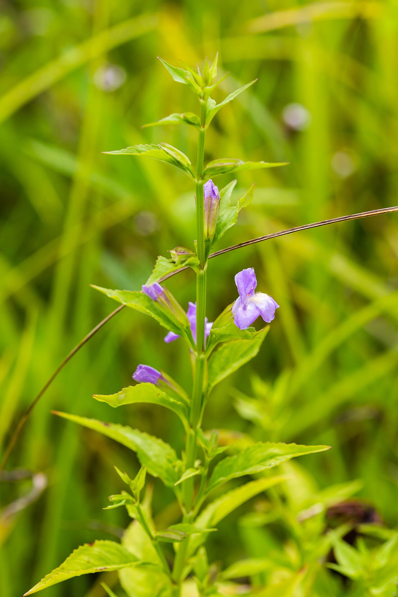 Winged Monkeyflower (Mimulus alatus) - PlantNative.org Winged monkeyflower (Mimulus alatus) stem with pale violet, two-lipped flowers and toothed, stalked leaves growing among streamside grasses