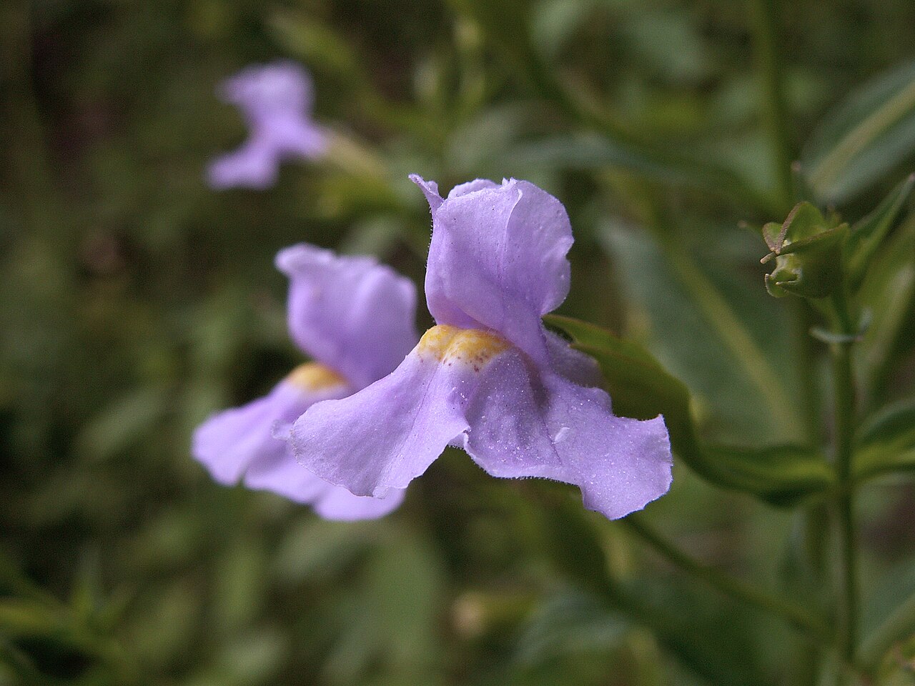 Winged Monkeyflower (Mimulus alatus) - PlantNative.org Winged monkeyflower blooming in a wet roadside ditch, showing paired violet flowers emerging from leaf axils