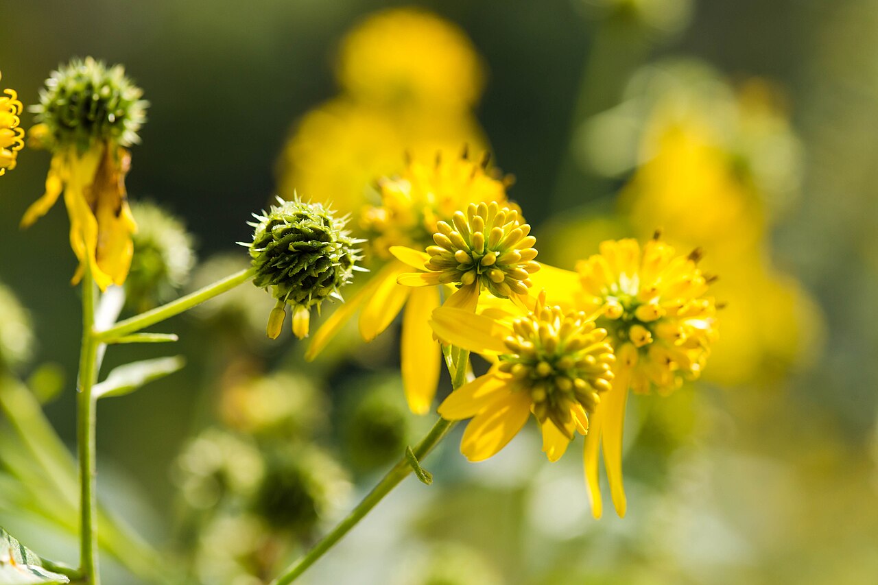 Wingstem (Verbesina alternifolia) clusters of ragged yellow flower heads with drooping ray florets