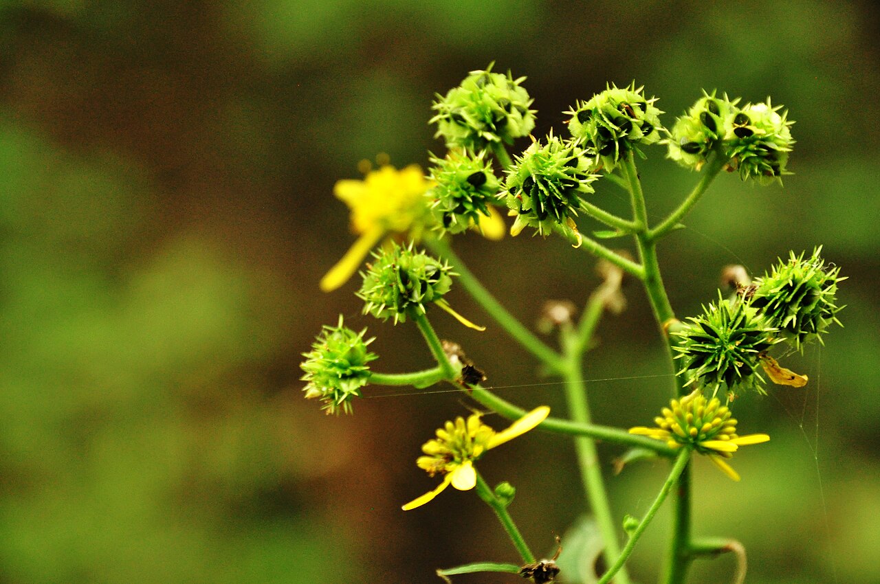 Spiky, bur-like Wingstem (Verbesina alternifolia) seed heads forming after the flowers fade