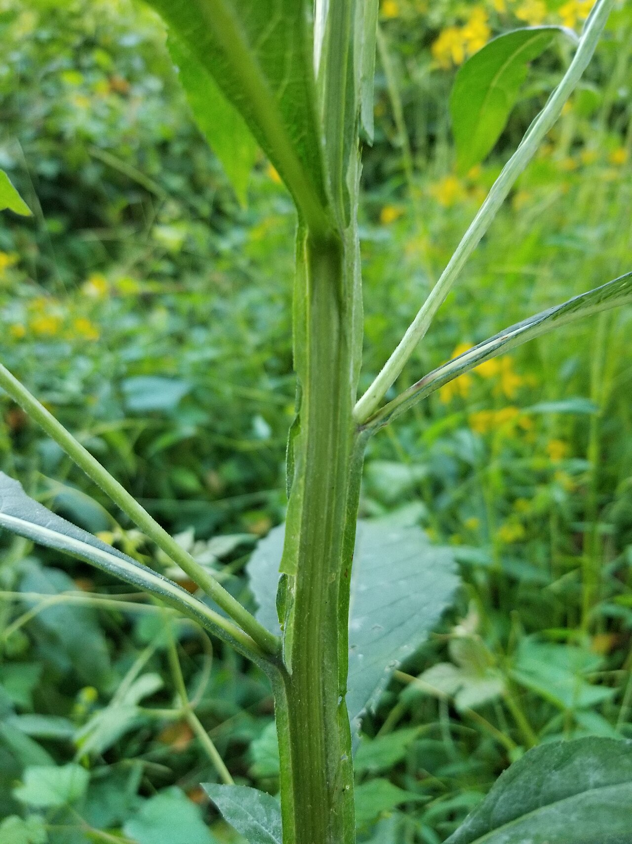 Close-up of a Wingstem (Verbesina alternifolia) stem showing the raised, leafy wings running down from the leaf bases