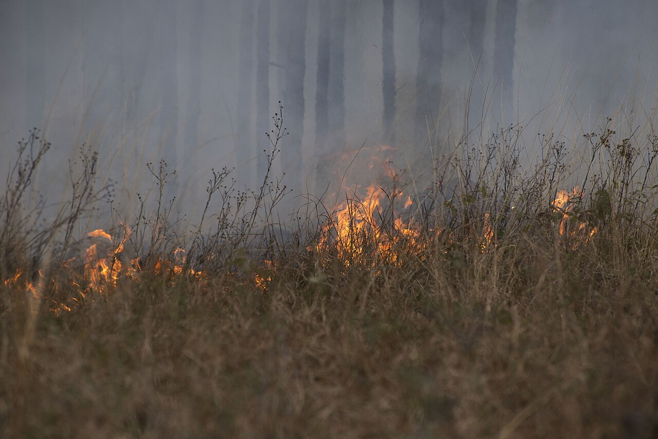 Wiregrass (Aristida stricta) - PlantNative.org Prescribed fire burning through wiregrass understory beneath longleaf pine